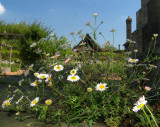 Daisies at Michelham Priory