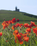 Poppies beneath the Belle Tout lighthouse.