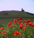 Roadside poppies and the Belle Tout lighthouse
