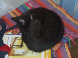 Jess,Johns new kitten,asleep.