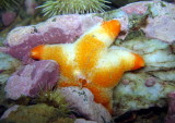 Winged Sea Star