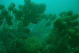 Field of Stalked Tunicates