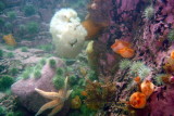 Nice display, large Frilled Anemone, Sea Peach etc.