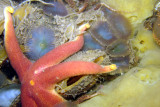 Blood Sea Star and Slime Worms on bed of mussels