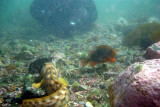 Diver in the background, Ocean Pout & Lumpfish