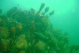 View of reef