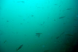 Schooling fish.. where are the sharks??