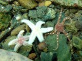 baby sea stars!  Including a tiny brittle star