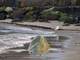 Gull at old Garden Beach