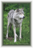 Lone wolf