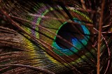 eye of peacock