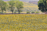 Sun Flower Field-istanbul_2694.JPG