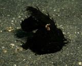 Black Hairy Frogfish