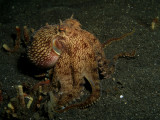 Coconut Shell Octopus