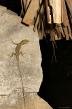 Lizard, Havana