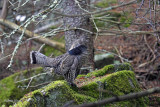 Glinotte huppe -- _MG_1688 -- Ruffed Grouse