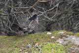 Glinotte huppe -- _MG_1739 -- Ruffed Grouse