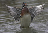 Branchu -- _Z0U2279 -- Wood Duck