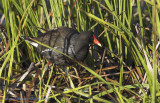 Gallinule poule-deau -- _Z0U7445 -- Common Moorhen