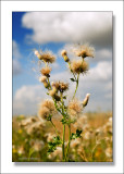 A warm late summers day in England  #3