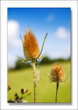 Thistle on a warm late summer day in England,  #2