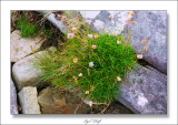 Elgol Beach, Thrift 