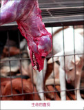 ¤»¸U¤Hª¯¦×®b¡þDog Meat party for 60,000 peoples in China