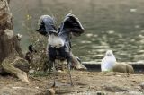 I guess I ruffled his feathers  :)