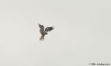 Black-shouldered kite hovering