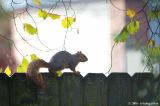 On the fence