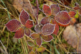 D2x2006-12-06_261.jpg