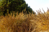 D2x2006-12-06_346.jpg