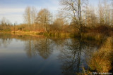 Central Pond - Alton Baker Park