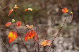 D2x2006-12-27_065a.jpg