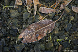 Yes, I have a thing about leaves