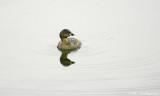 Pied-billed Grebe