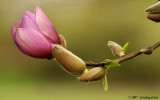 Blossom of Tulip Tree