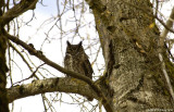 Great Horned Owl