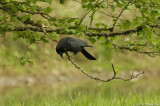 Something to crow about