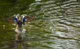 D2x2007-04-18_085.jpg
