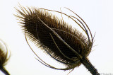 D2x2007-04-26_112.jpg