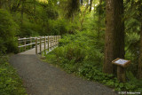 Sweet Creek Falls