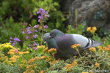 Pigeons and flowers