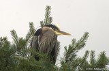 Heron in tree