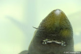 Mouth of a sturgeon