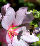 Bees shadow on flower