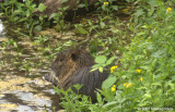 Want a nutria?