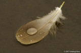 Feather in a pond