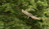 D2x2007-07-20_163.jpg