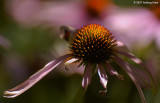 _DSC4544.jpg
